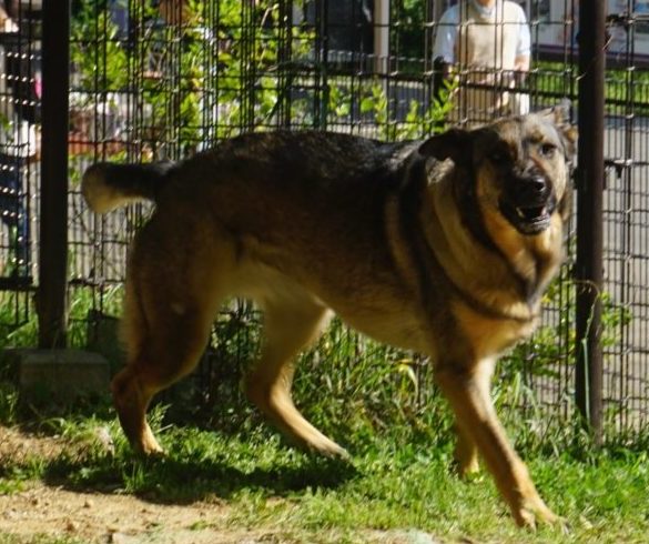 大型犬を飼いたい人へ 大型犬の魅力 注意点 室内で30キロのシェパードと暮らす Nomadel